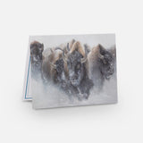 Bison Notecard Pack